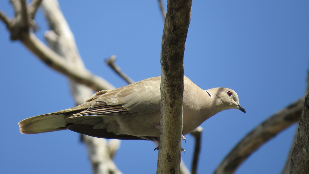 Eurasian Collared-Dove - Doryce Wheeler