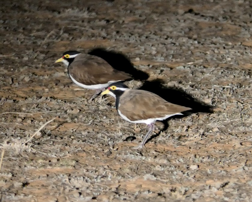 Banded Lapwing - ML135451561