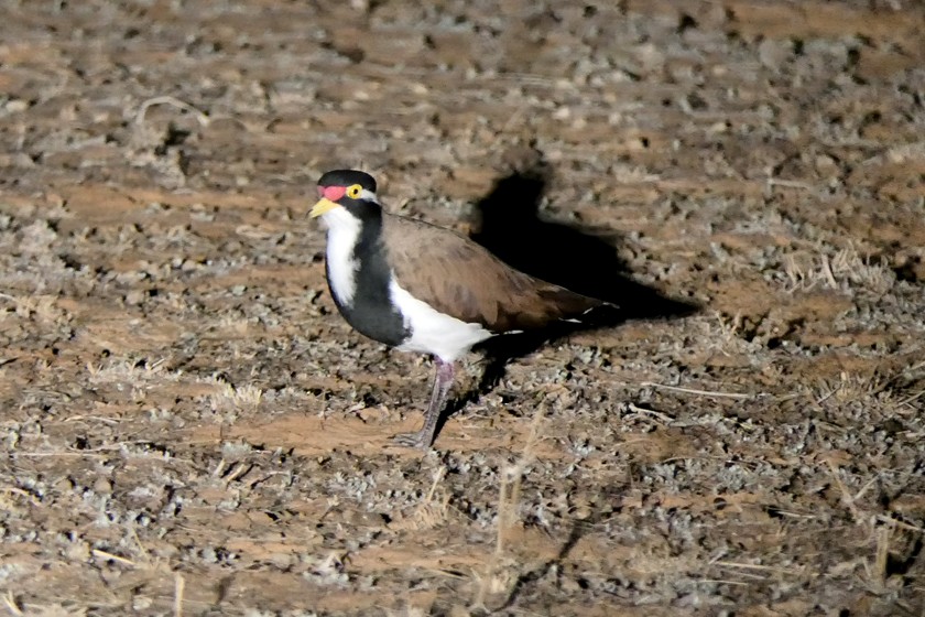 Banded Lapwing - ML135451581