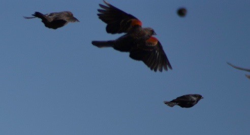 Red-winged Blackbird - Larry Langstaff