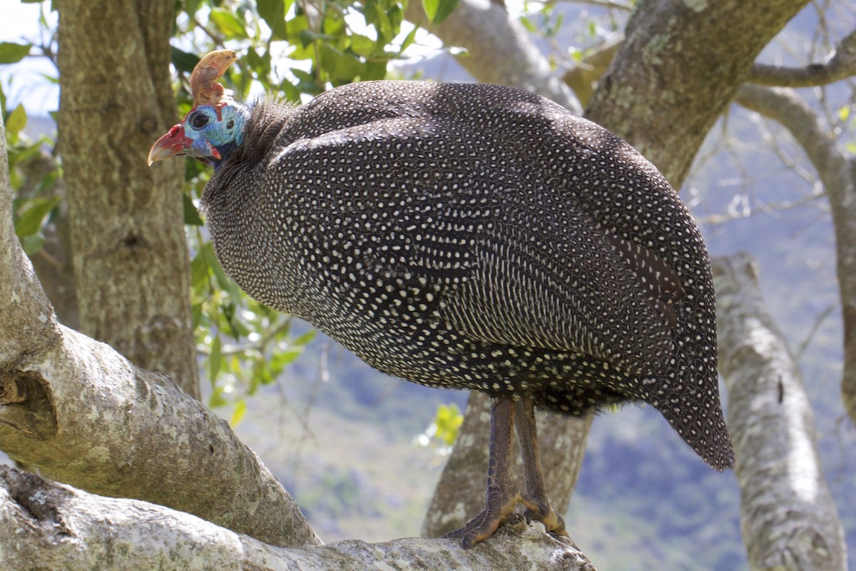 Helmeted Guineafowl (Tufted) - Michelle Martin