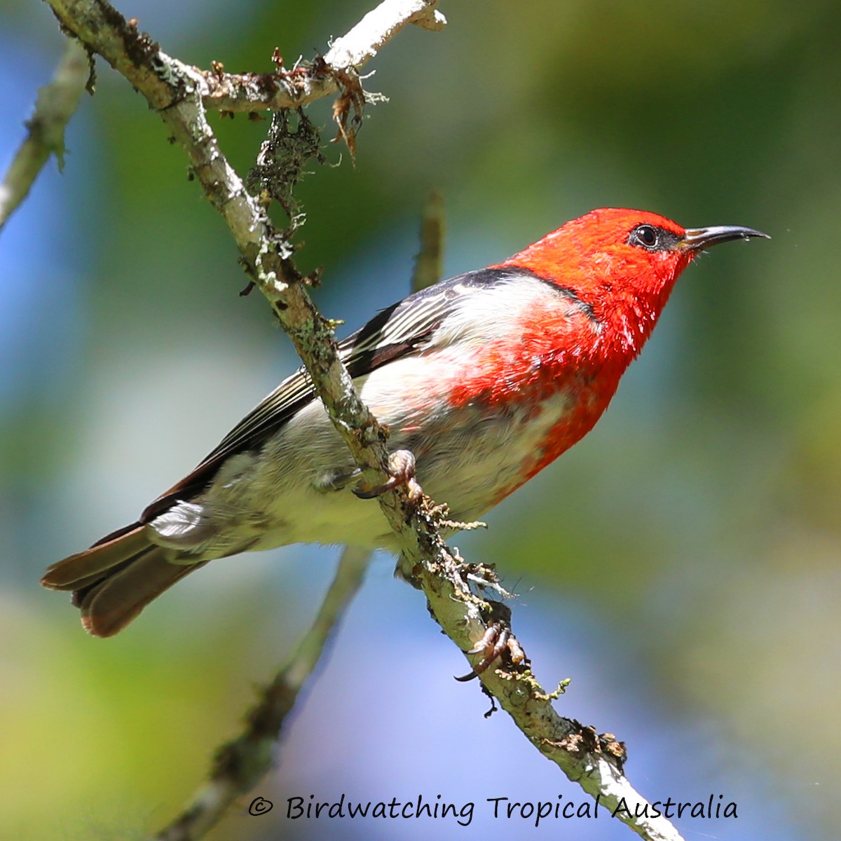 Scarlet Myzomela - Doug Herrington || Birdwatching Tropical Australia Tours