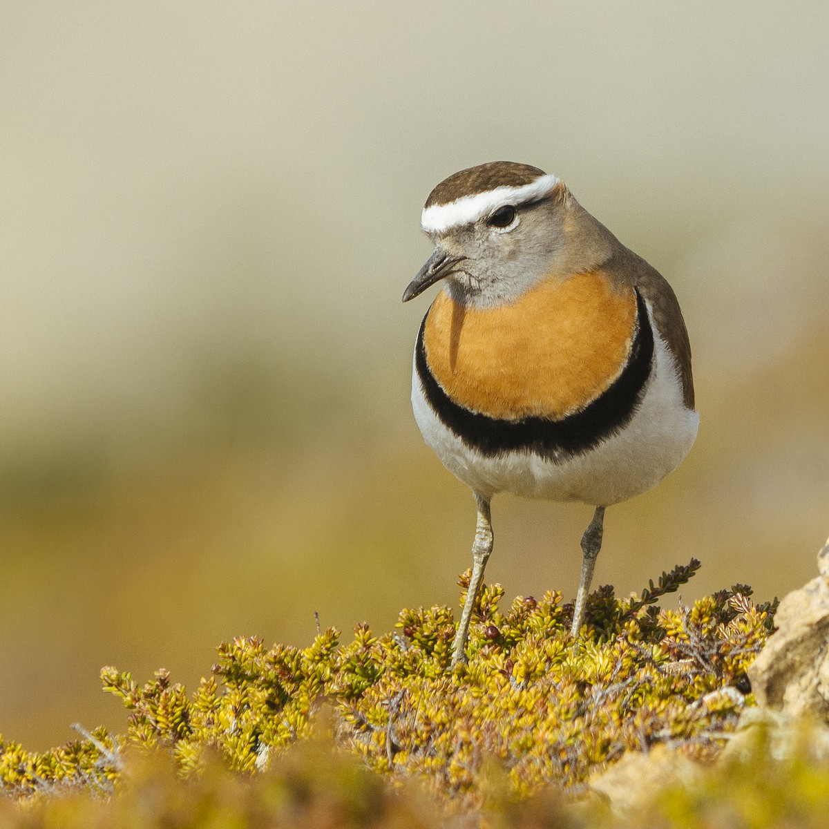 Rufous-chested Dotterel - ML135462491
