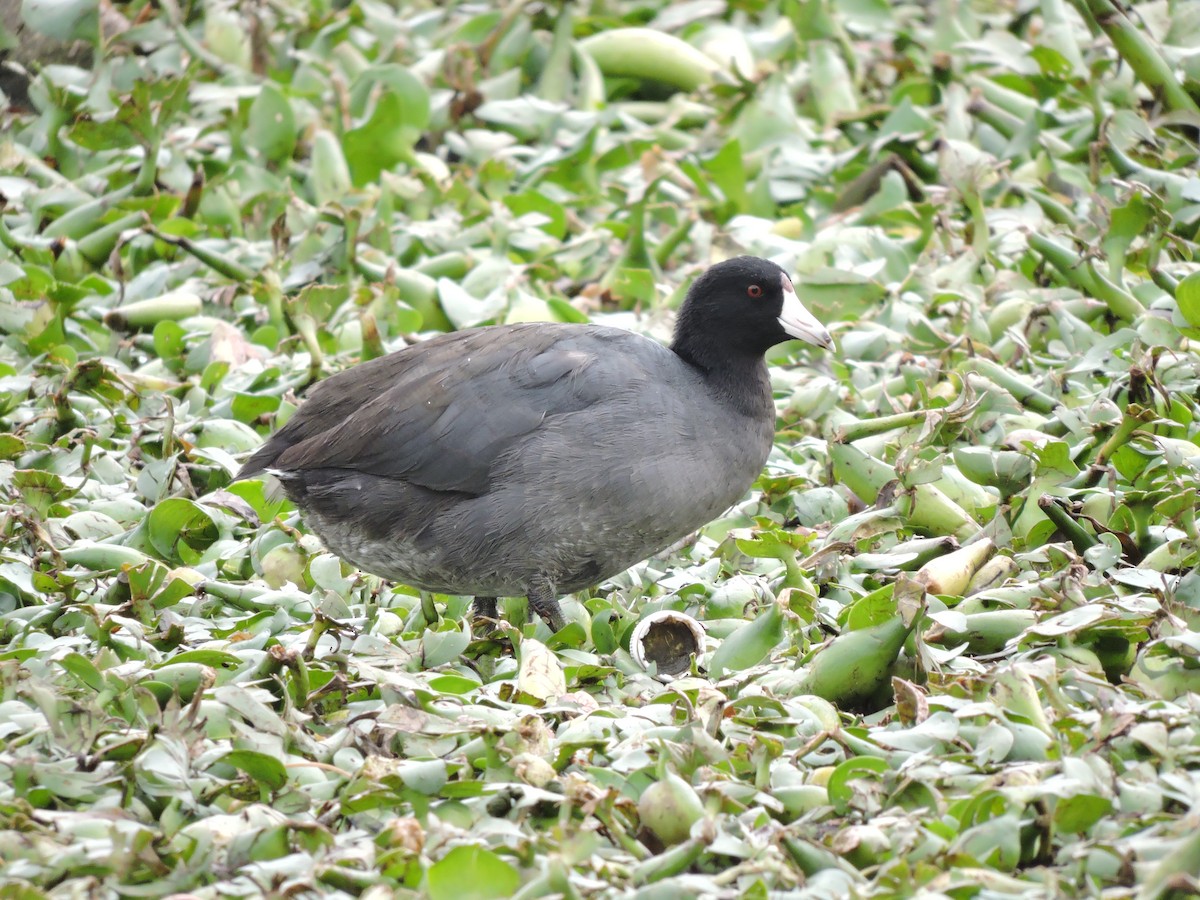 American Coot (Red-shielded) - Nicola Cendron