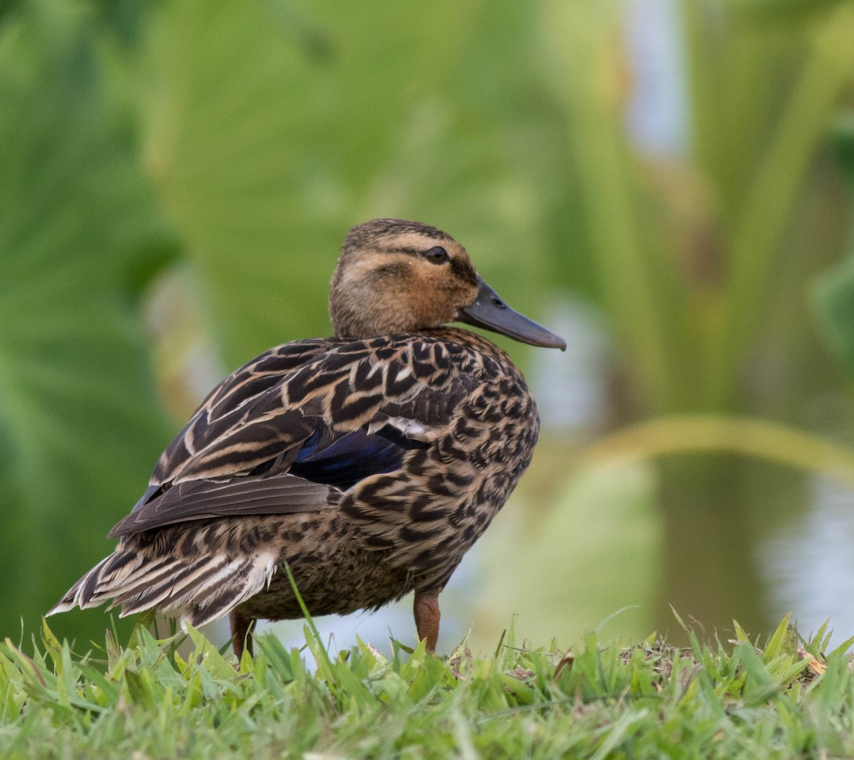 Hawaiian Duck - Mel Senac