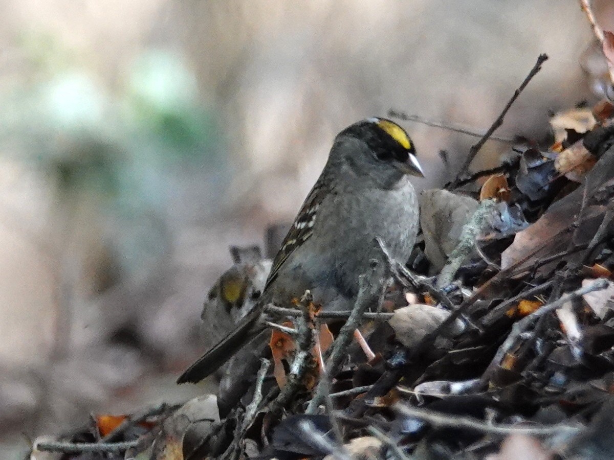 Golden-crowned Sparrow - Norman Uyeda