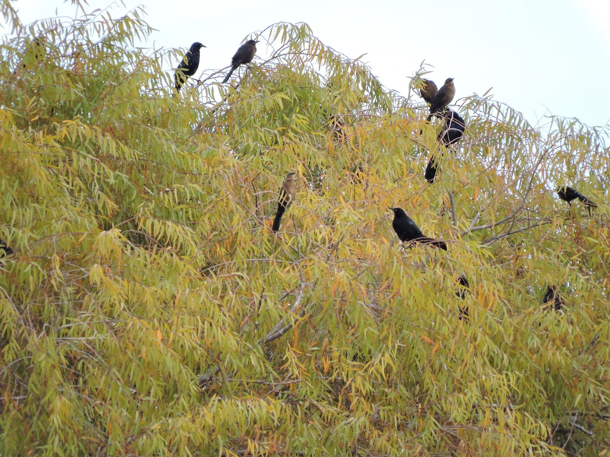 Great-tailed Grackle (Great-tailed) - Nicola Cendron