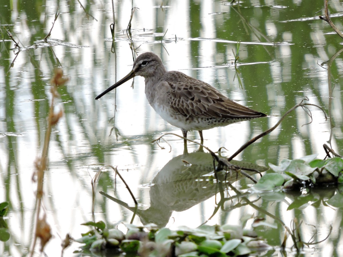 Long-billed Dowitcher - Nicola Cendron