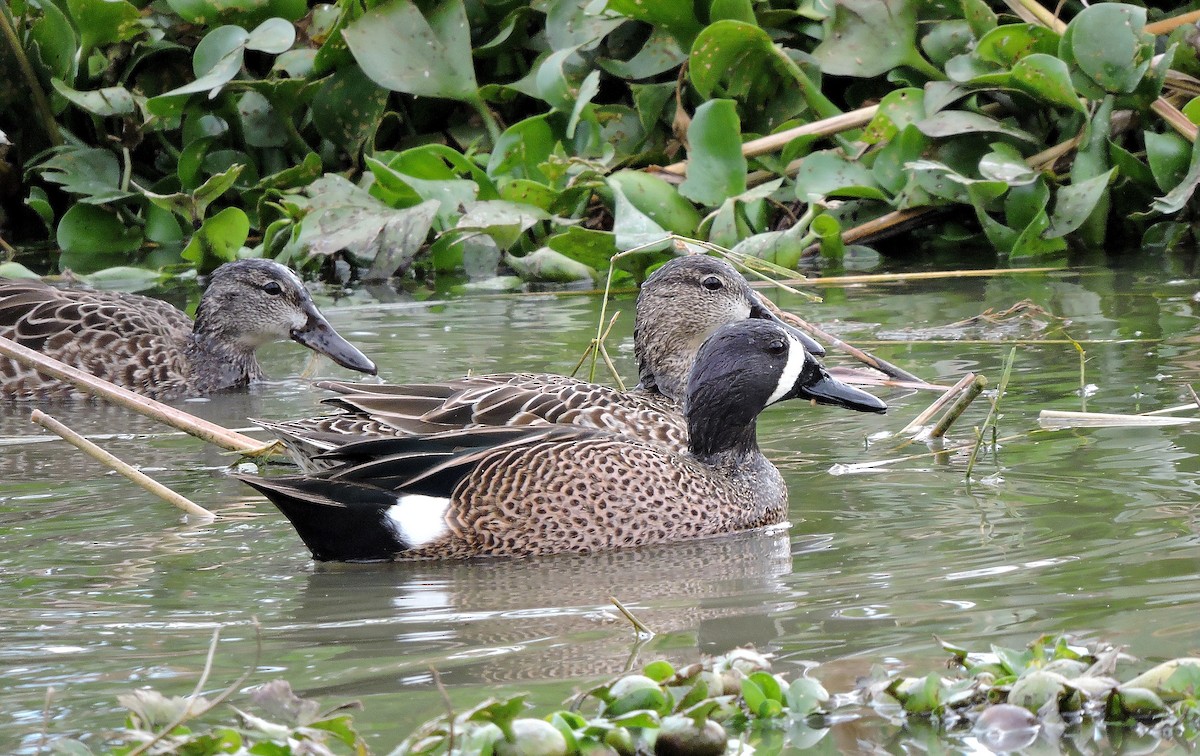 Blue-winged Teal - ML135467351
