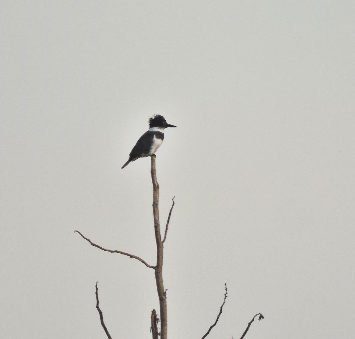 Belted Kingfisher - Nicola Cendron