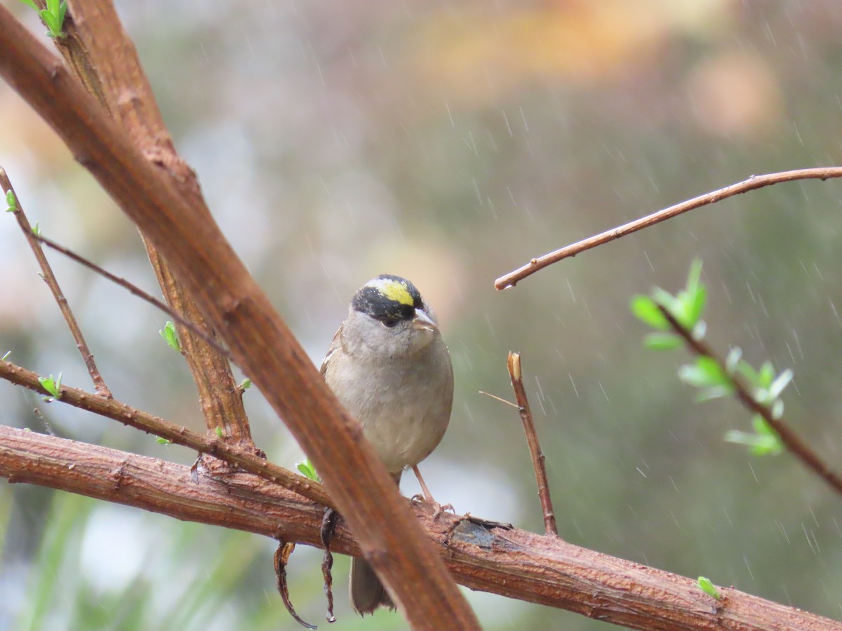 Golden-crowned Sparrow - Joyce Brady
