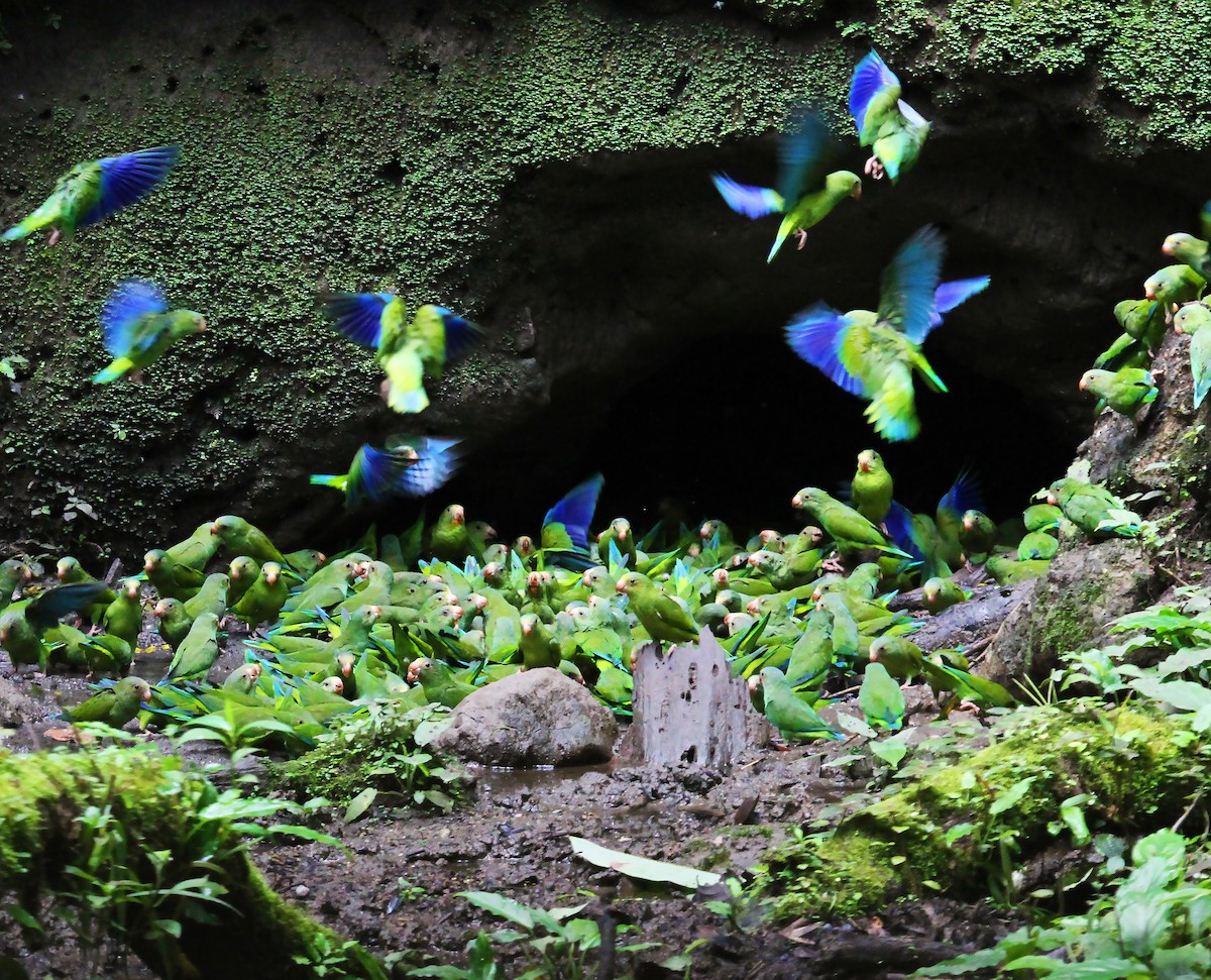 Cobalt-winged Parakeet - olivia graves