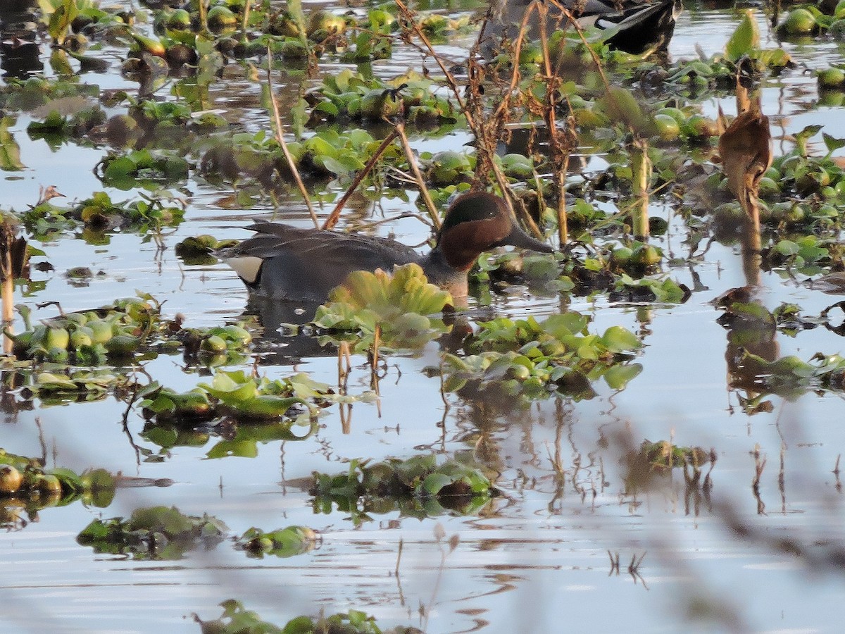 Green-winged Teal (American) - Nicola Cendron
