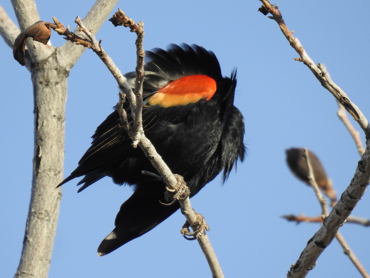 Red-winged Blackbird (Red-winged) - Joel Gilb