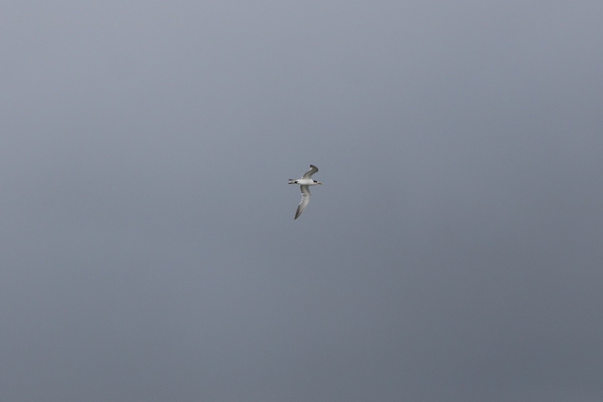 Great Crested Tern - ML135475231