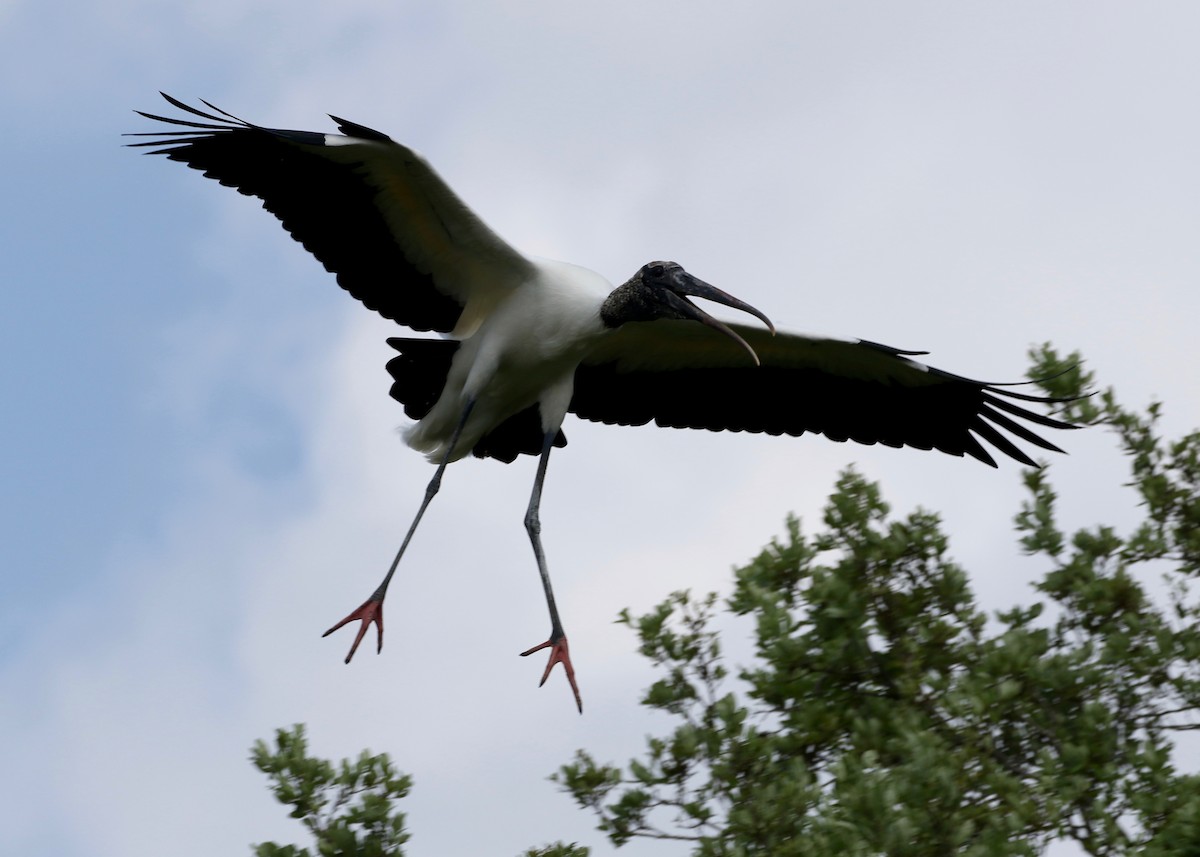 Wood Stork - Dan Gesualdo