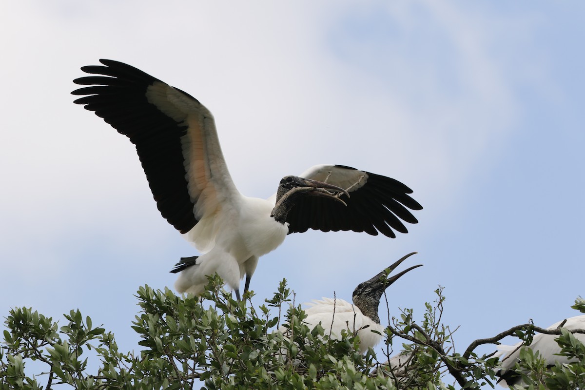 Wood Stork - Dan Gesualdo