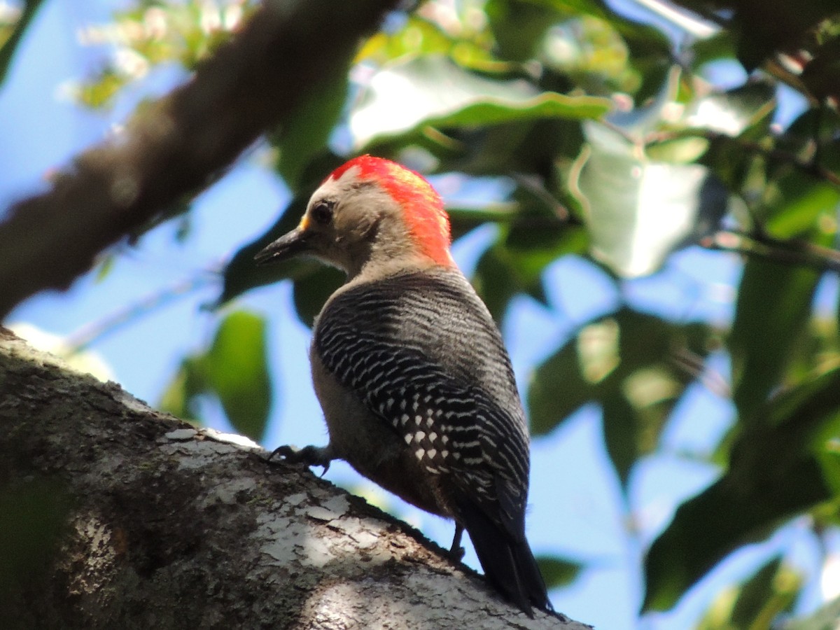 Yucatan Woodpecker - Ichi Wildlife Tours