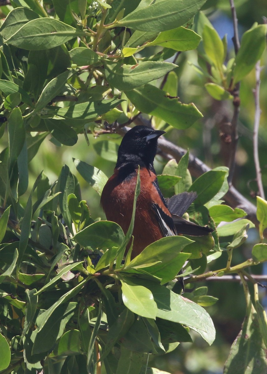 Orchard Oriole - ML135479281