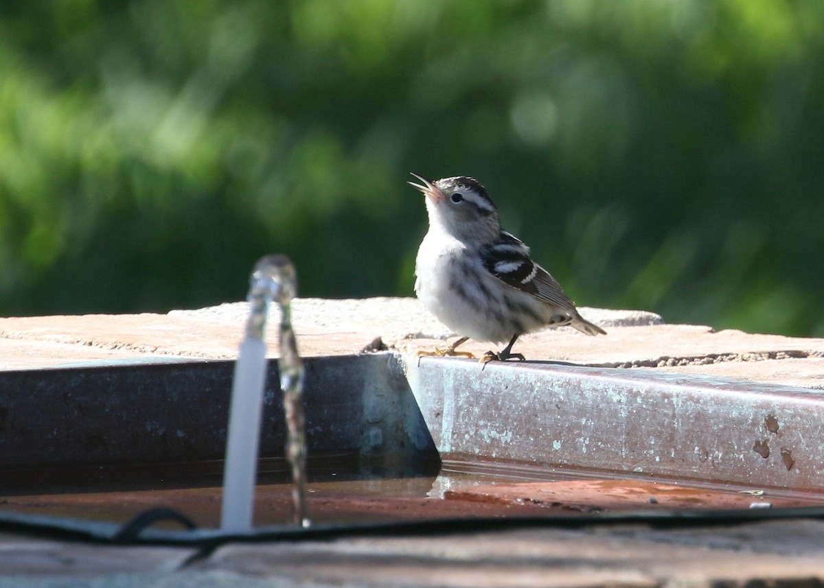 Black-and-white Warbler - ML135479811