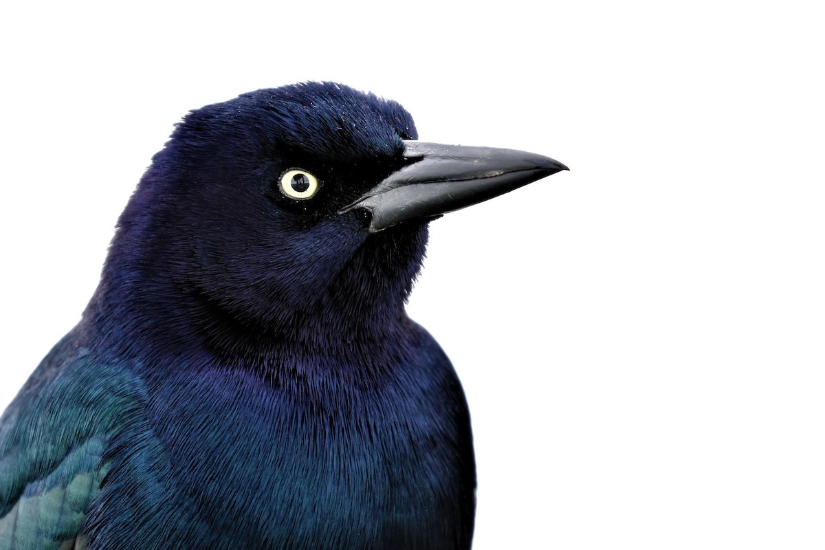 Boat-tailed Grackle - ML135480031