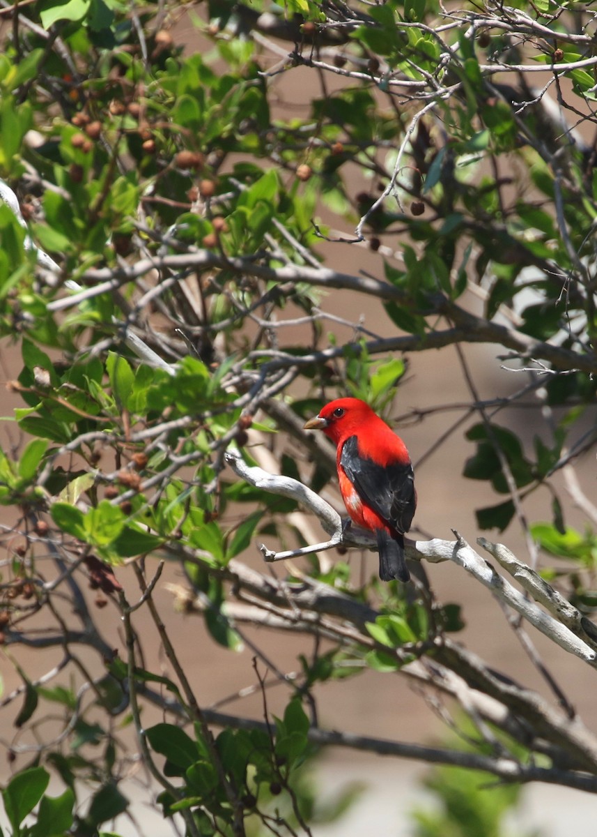 Scarlet Tanager - ML135480871