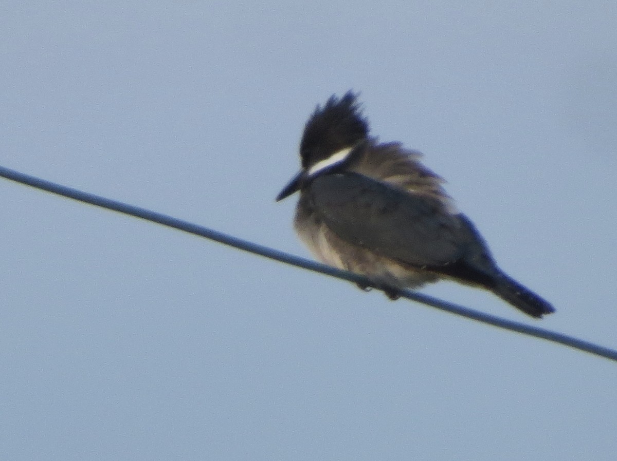 Belted Kingfisher - ML135481071