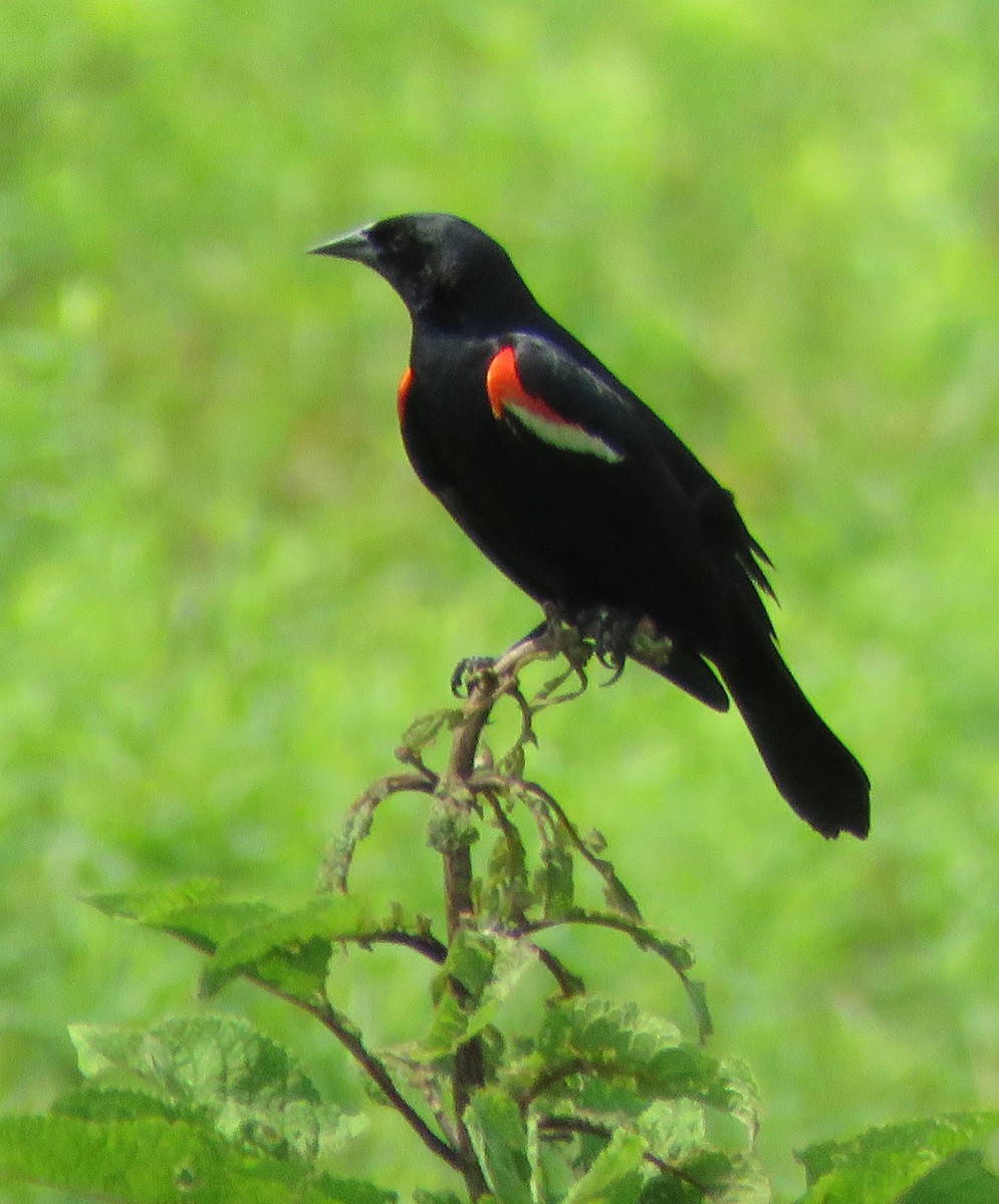 Red-winged Blackbird - Carol Spease