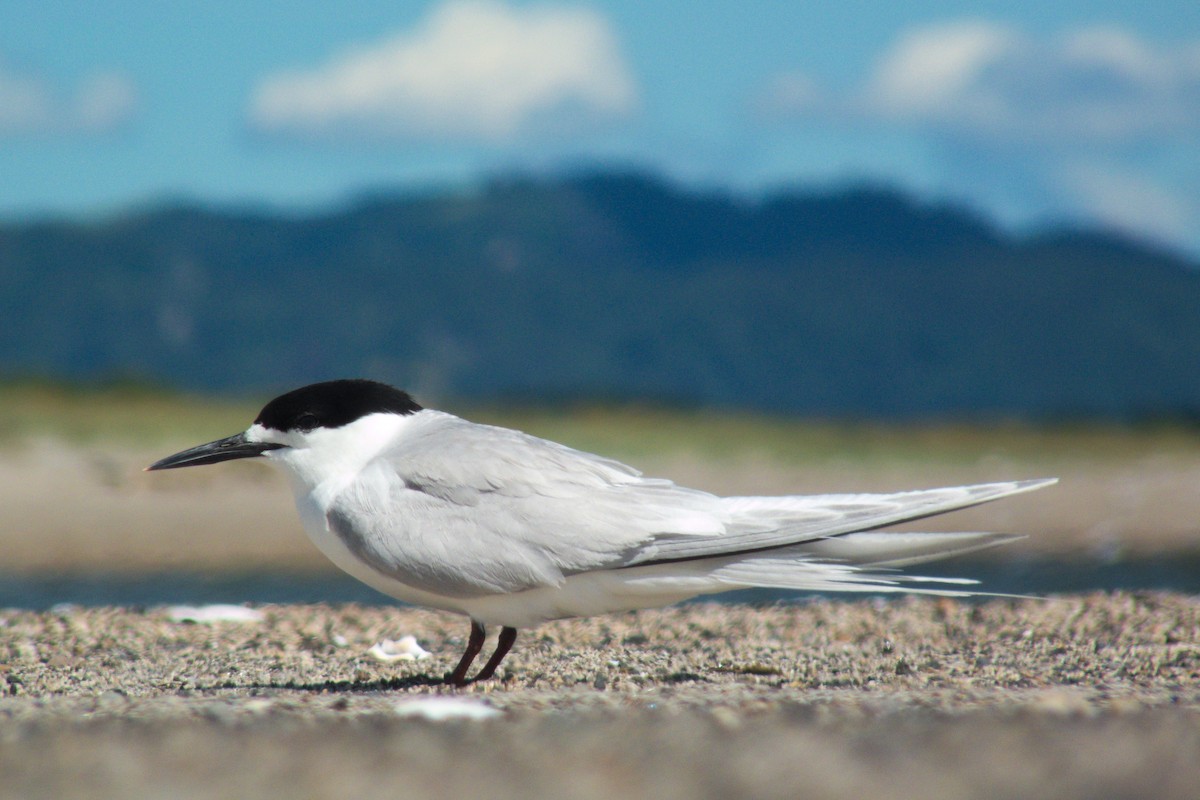 White-fronted Tern - Peter D