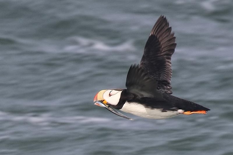 Horned Puffin - Martin Meyers
