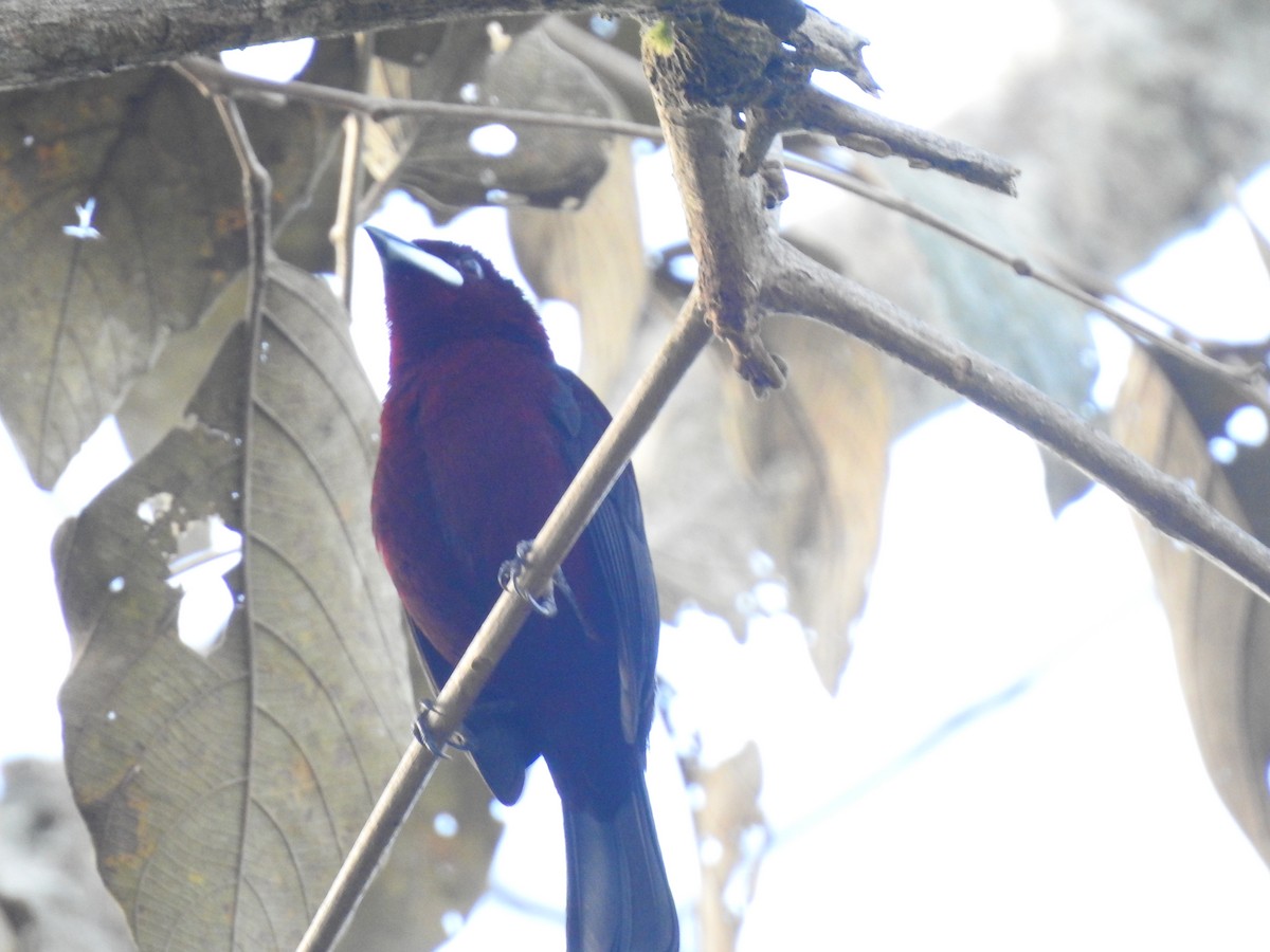 Silver-beaked Tanager - ML135482871