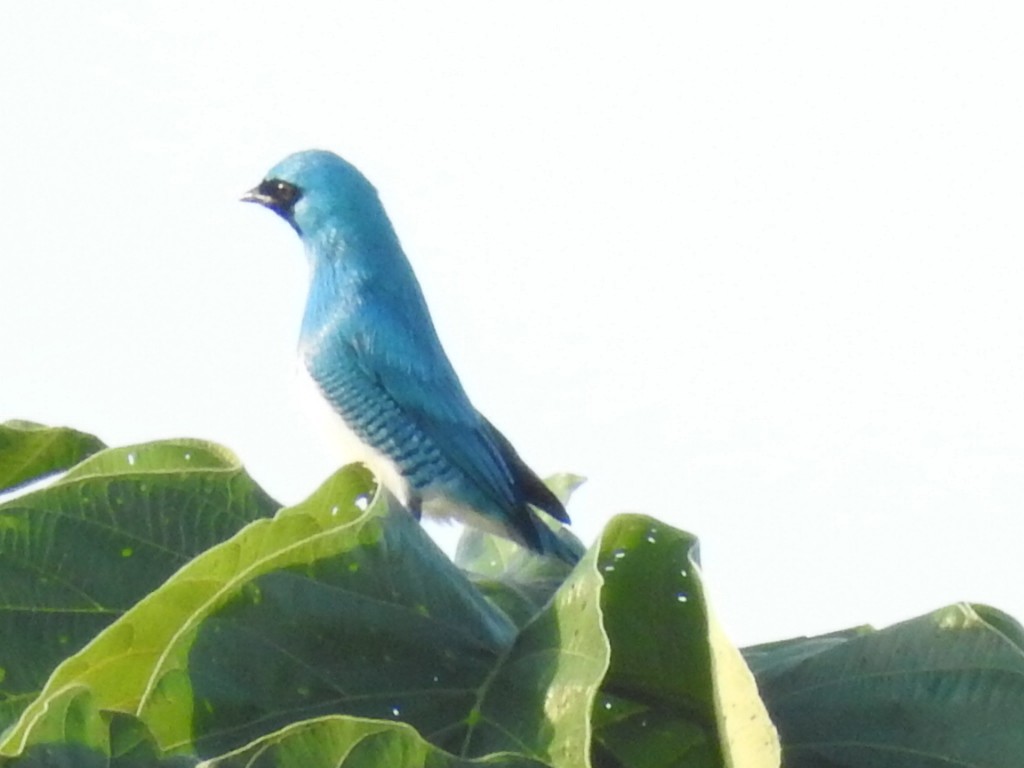 Swallow Tanager - ML135482971