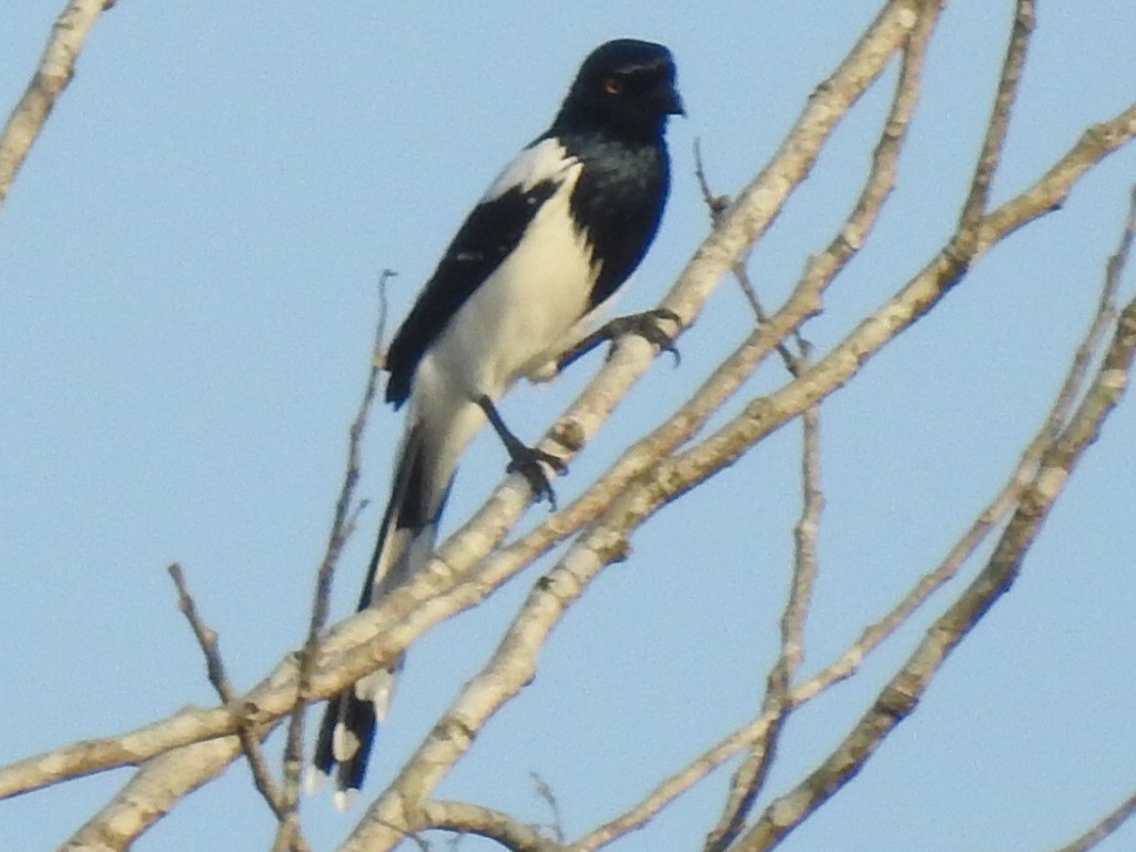 Magpie Tanager - ML135483311
