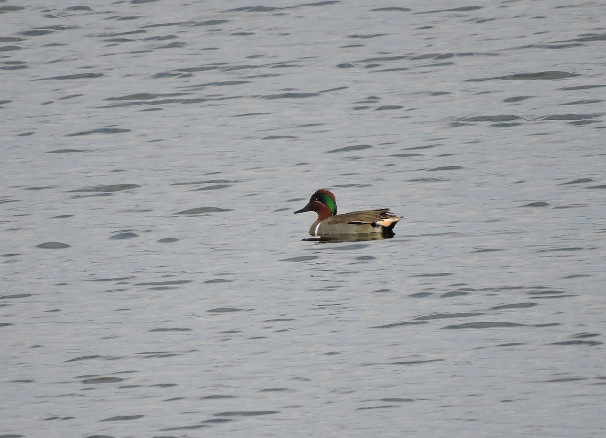 Green-winged Teal (American) - Nicola Cendron