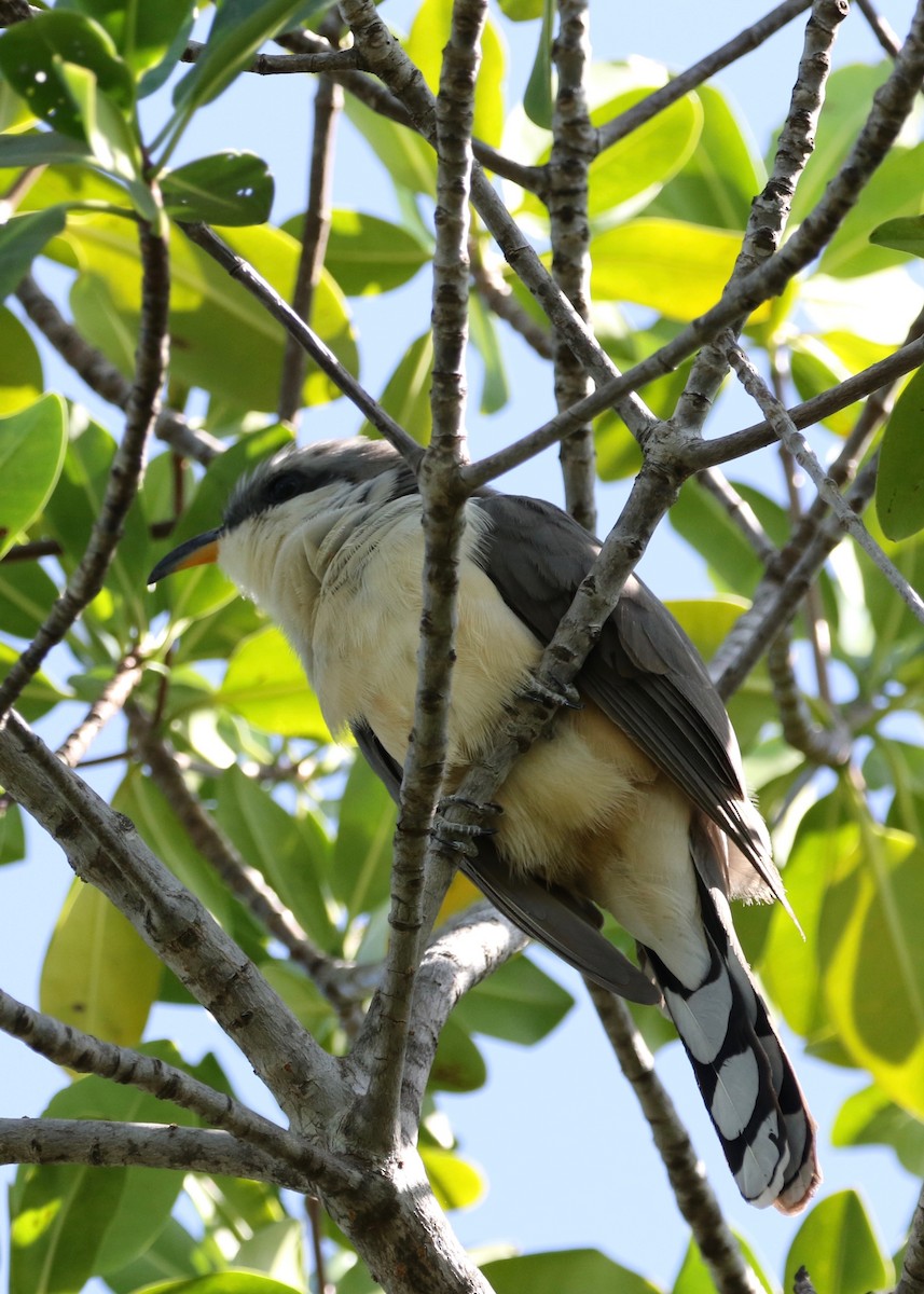 Mangrove Cuckoo - Dan Gesualdo