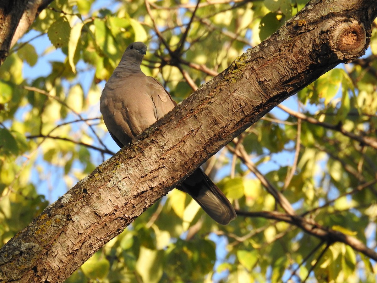 Eurasian Collared-Dove - Paul Brown