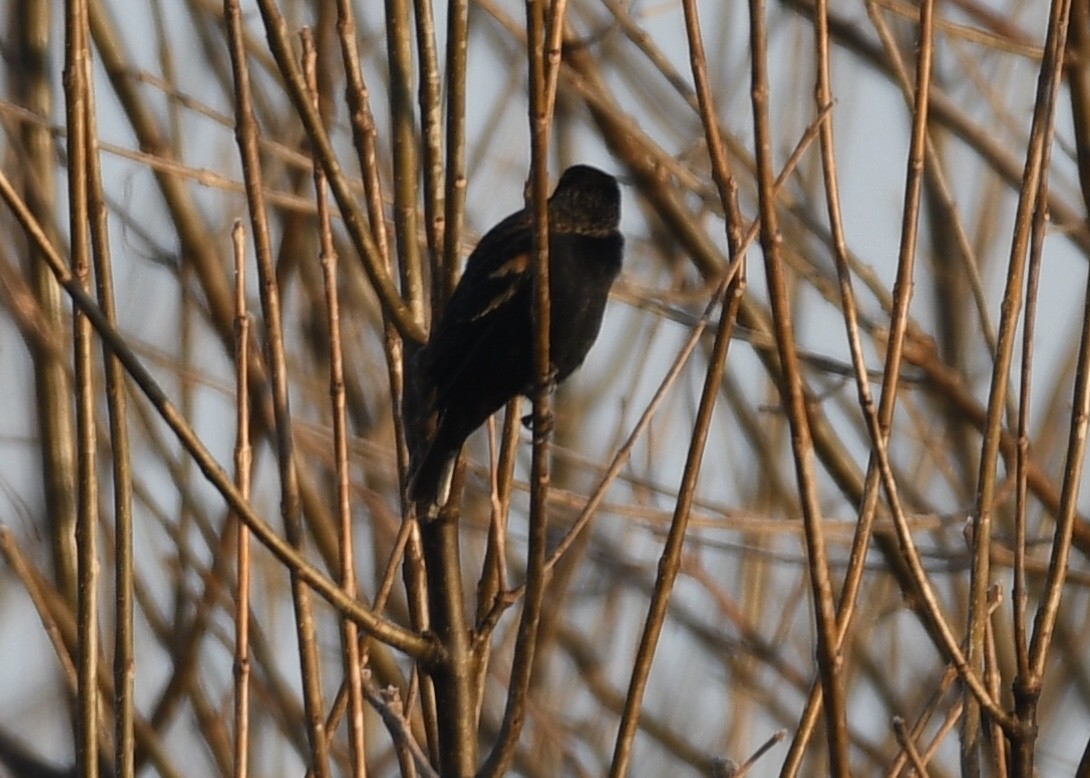 Red-winged Blackbird - Joe Wujcik