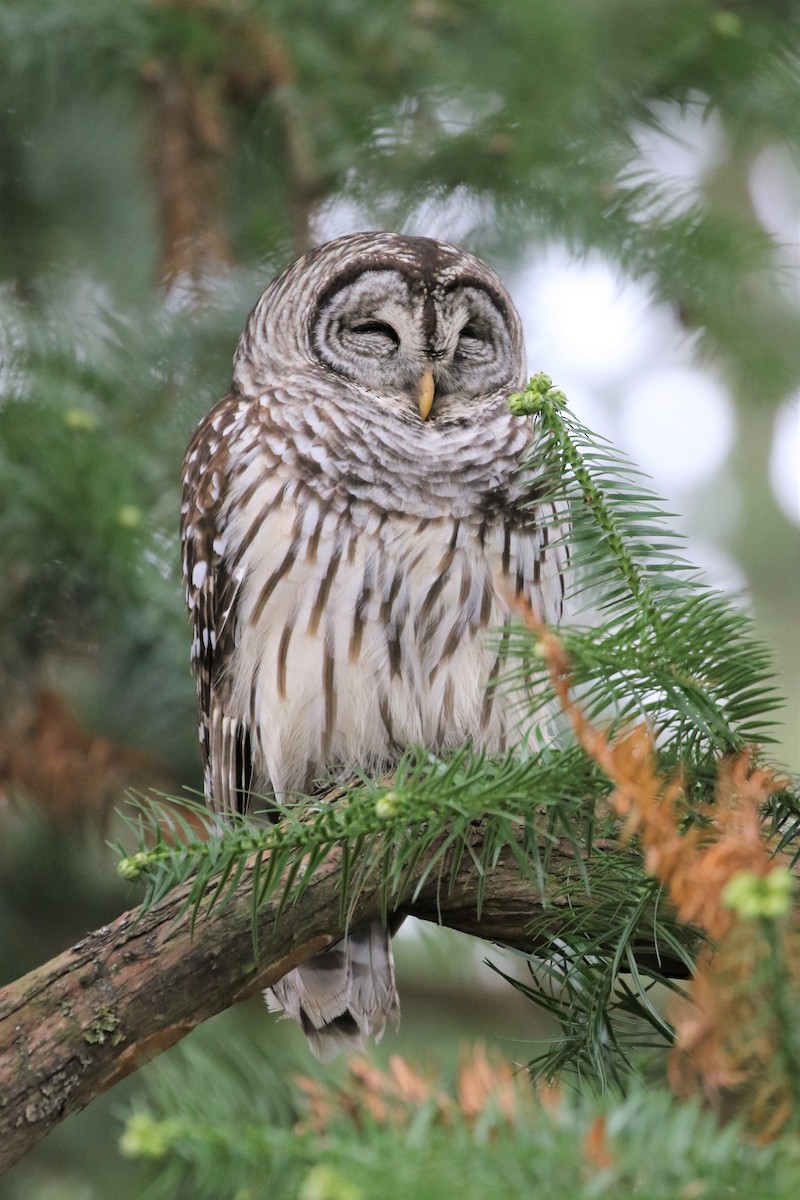 Barred Owl - Baxter Beamer