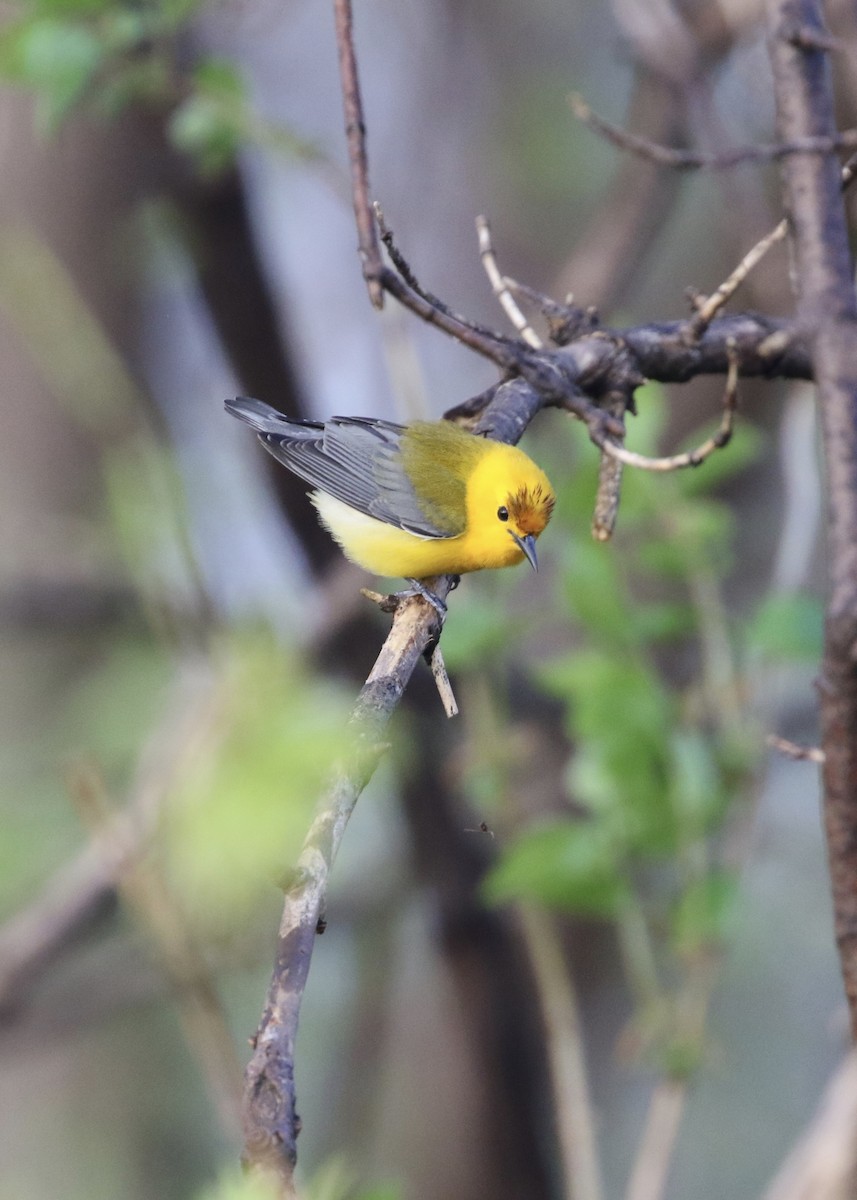 Prothonotary Warbler - Dan Gesualdo