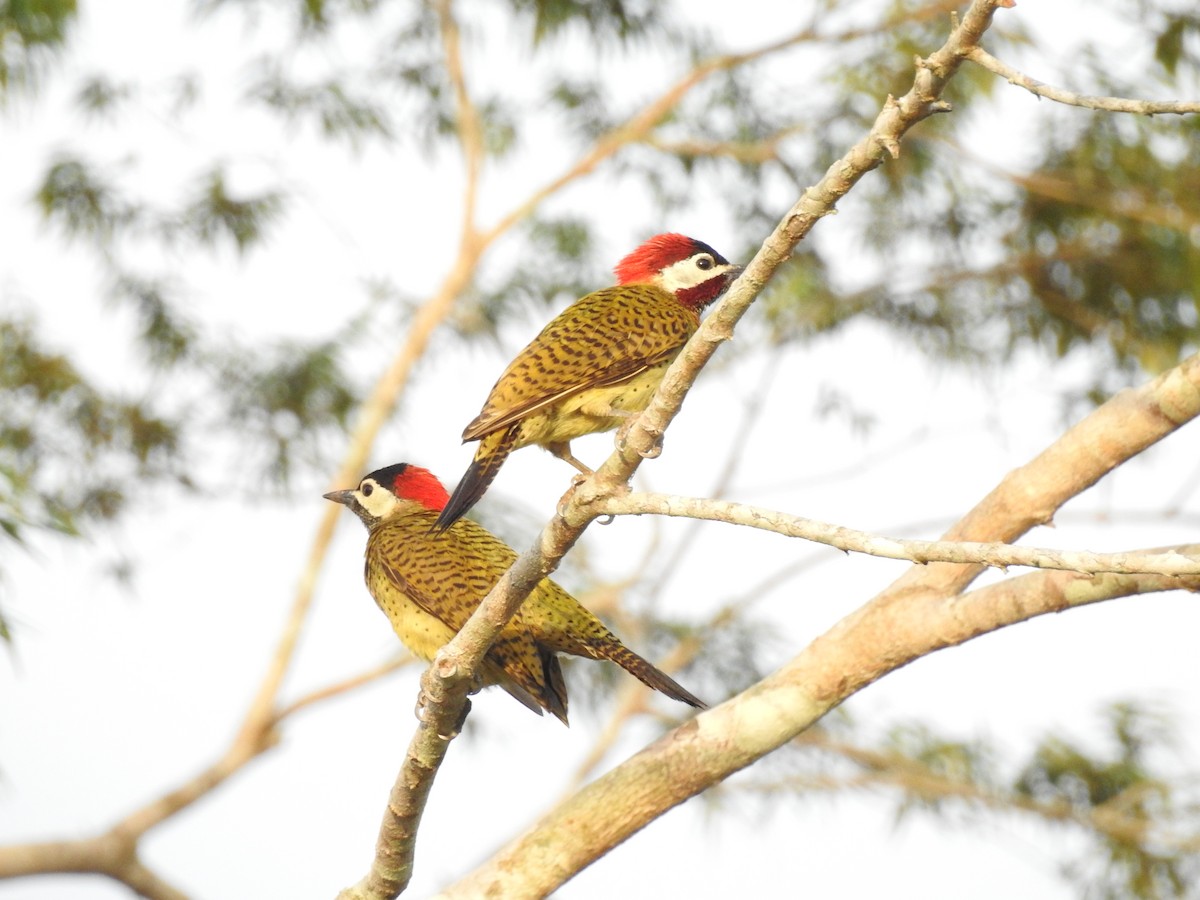 Spot-breasted Woodpecker - ML135487681