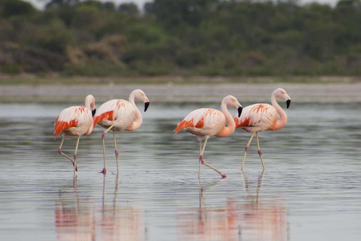 Chilean Flamingo - Leandro Bareiro Guiñazú