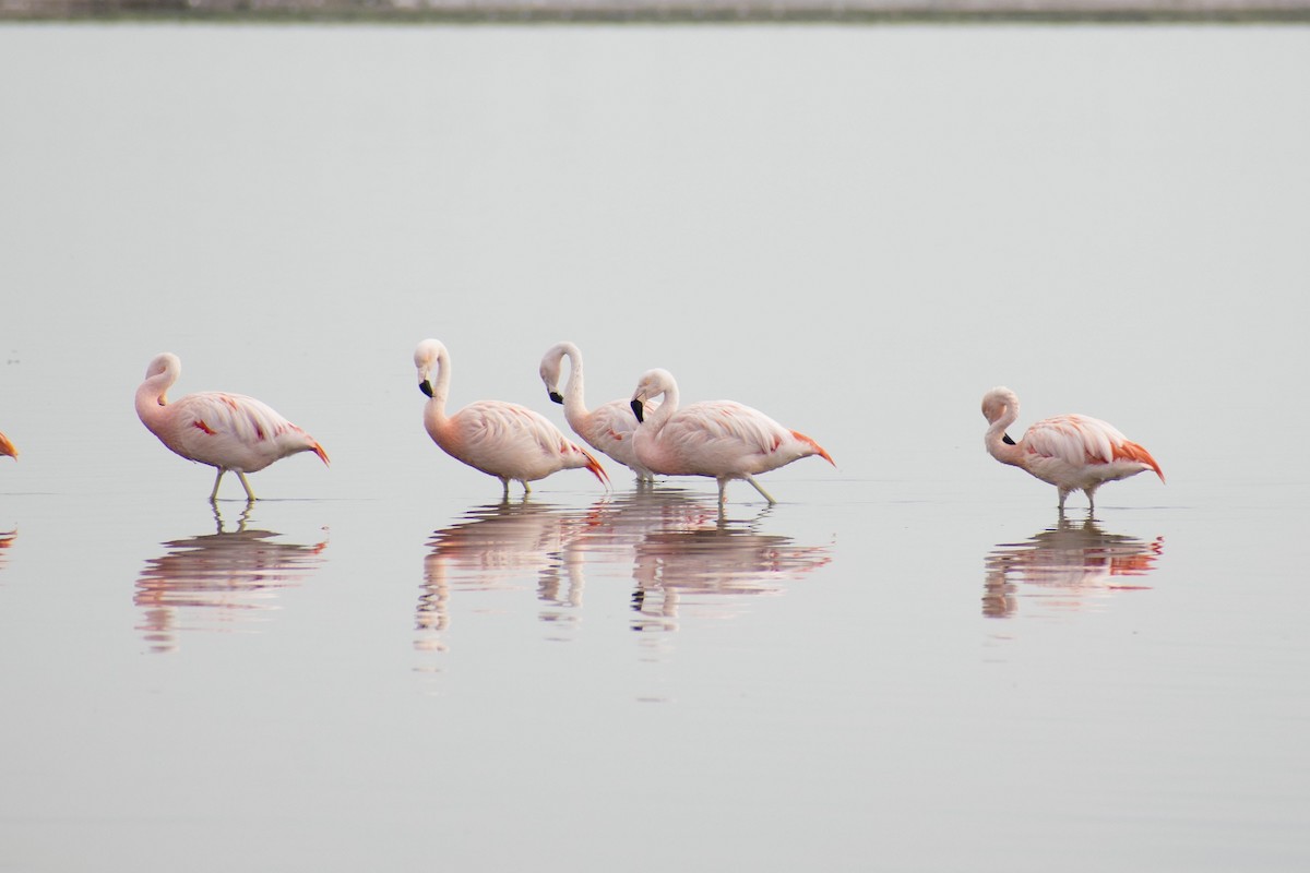Chilean Flamingo - Leandro Bareiro Guiñazú