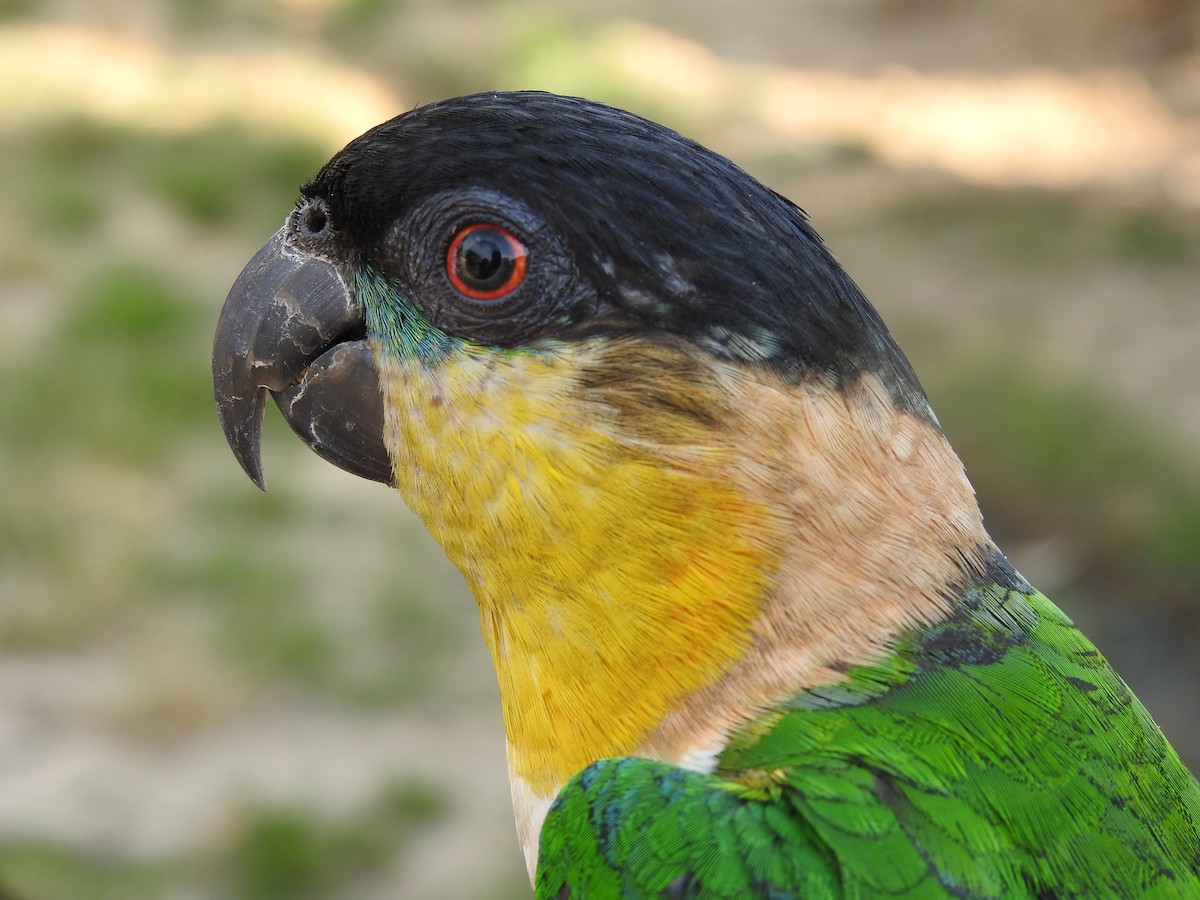 Папуга-білочеревець чорноголовий - ML135488811