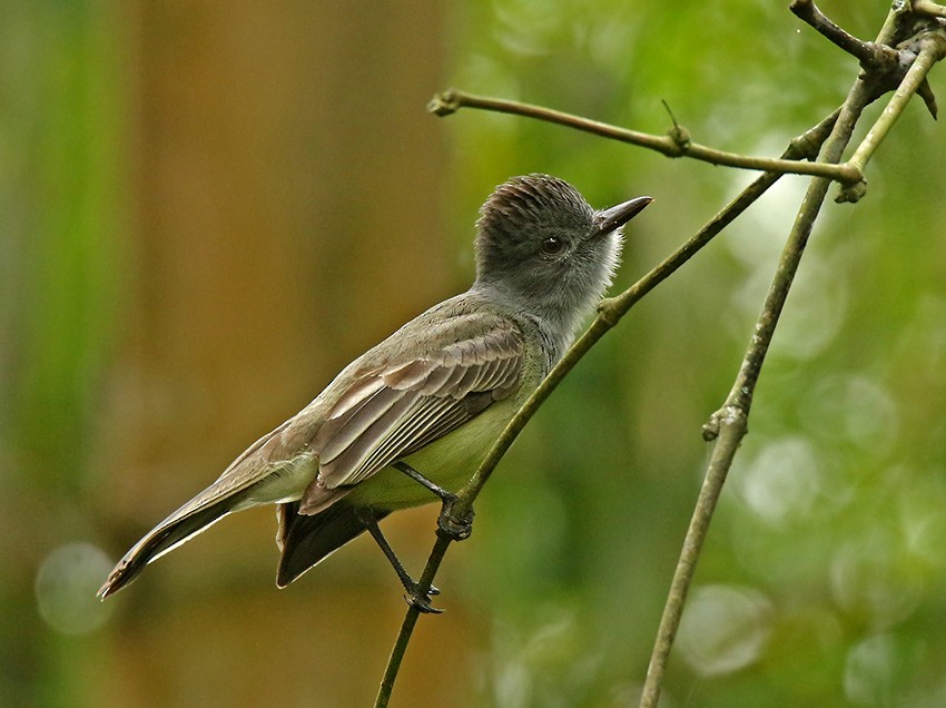Sooty-crowned Flycatcher - ML135489081