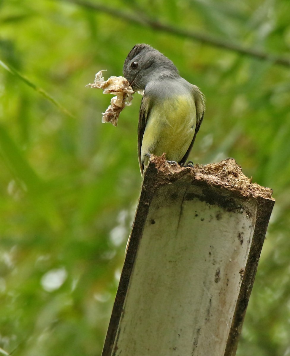 Sooty-crowned Flycatcher - ML135489211