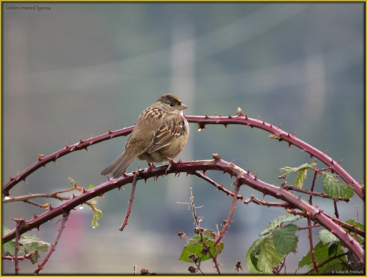 Golden-crowned Sparrow - K & K Pritchard