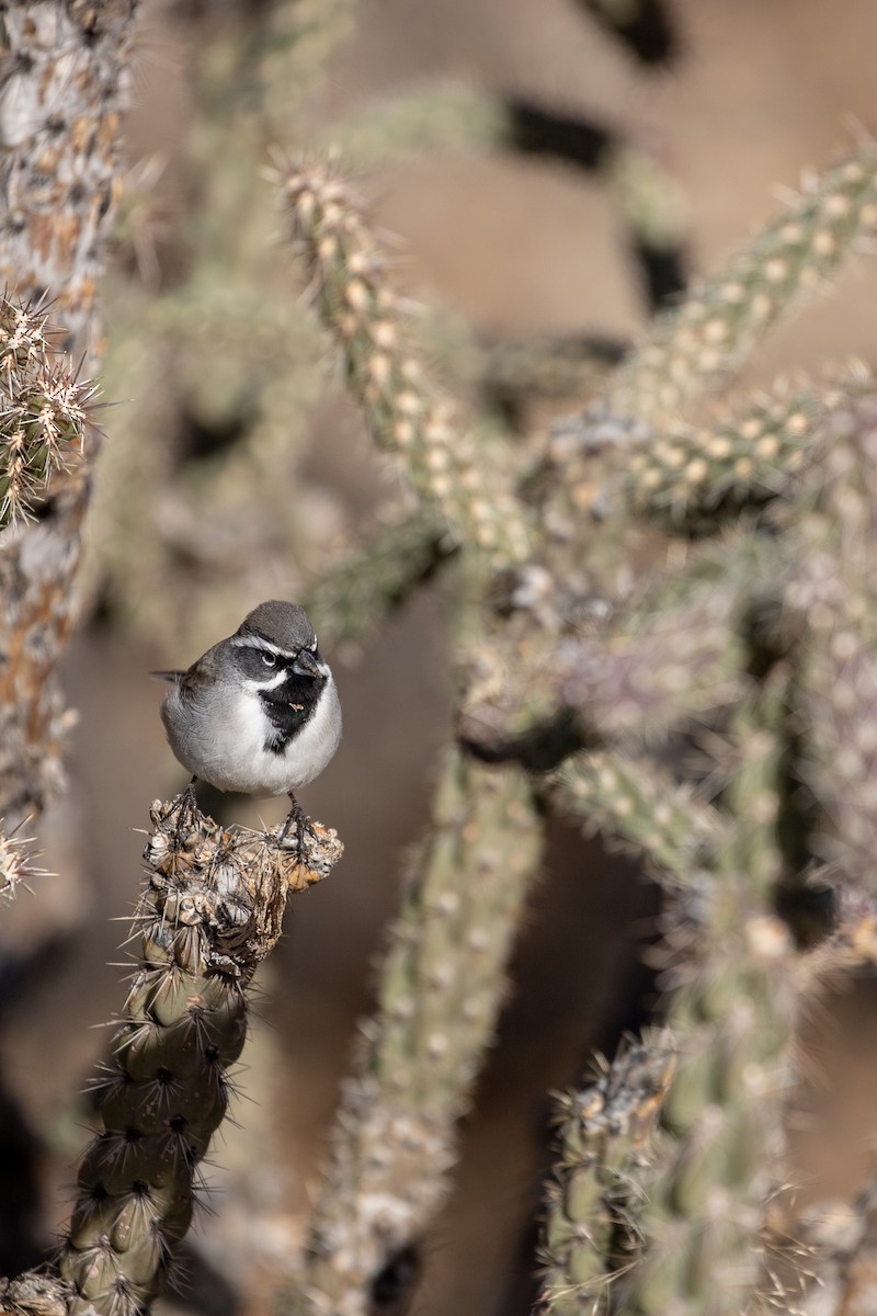 Black-throated Sparrow - ML135492511