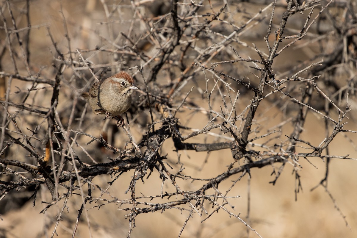 Rufous-crowned Sparrow - ML135492611