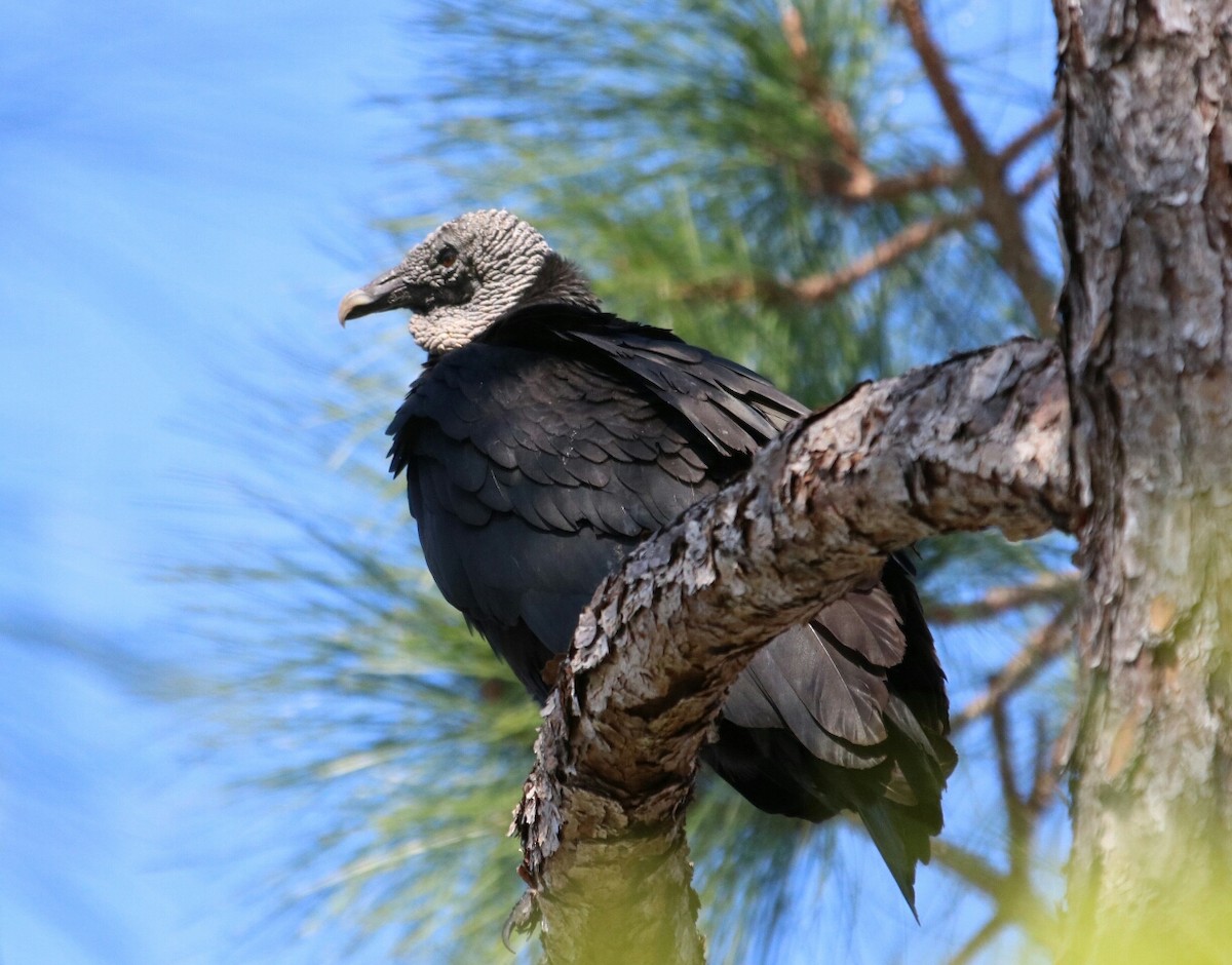 Black Vulture - Philip Andescavage