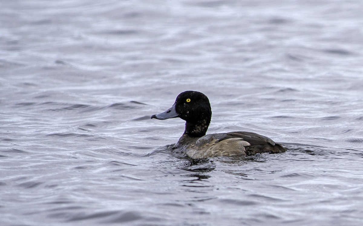 Greater Scaup - Denny Swaby